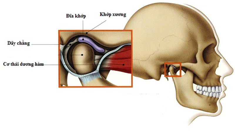 Trục khớp thái dương hàm là gì và vì sao quan trọng khi cấy Implant?